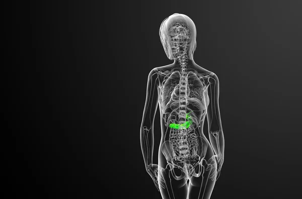 3D render medische illustratie van de gallblader en pancrease — Stockfoto