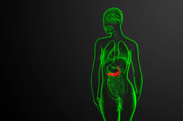 3D рендеринг медицинской иллюстрации желчного пузыря и поджелудочной железы — стоковое фото