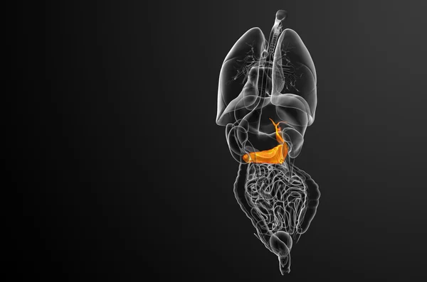 3D-Darstellung der Gallenblase und Bauchspeicheldrüse — Stockfoto