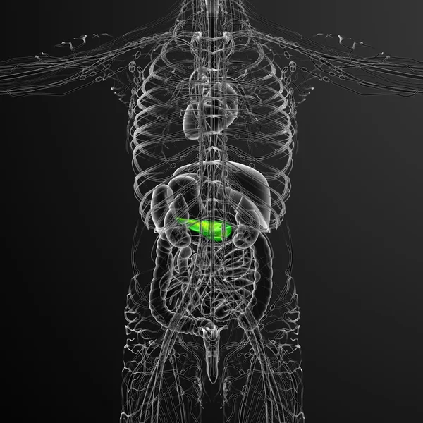 3d rendere illustrazione medica della cistifellea e pancreas — Foto Stock