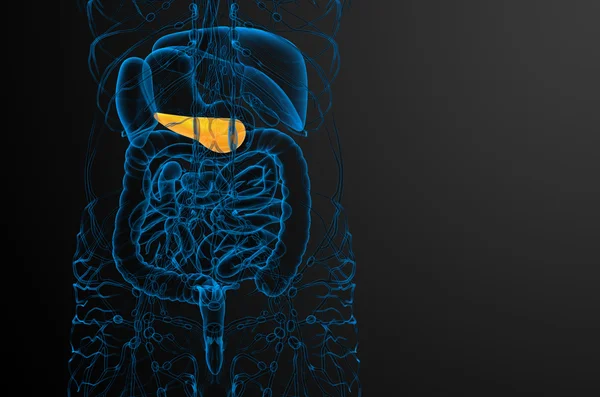 3D-Darstellung der Gallenblase und Bauchspeicheldrüse — Stockfoto