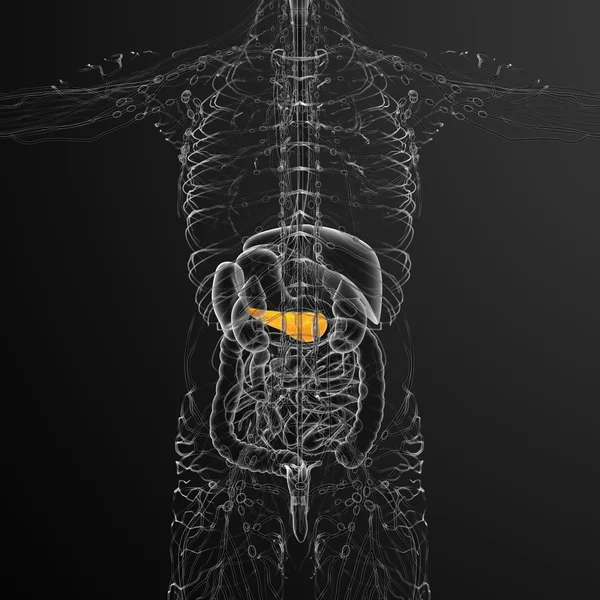 Illustration médicale en 3D de la vésicule biliaire et de la pancréase — Photo