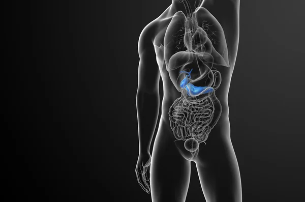 作用と pancrease の 3 d レンダリングの医療イラスト — ストック写真