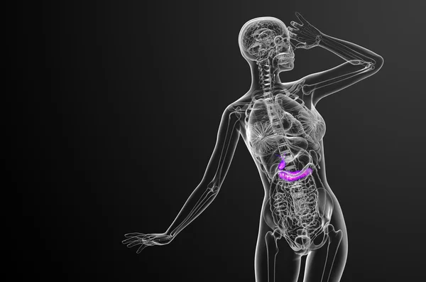 作用と pancrease の 3 d レンダリングの医療イラスト — ストック写真