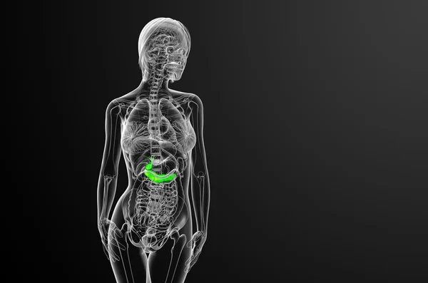3D render ilustracja medyczny gallblader i pancrease — Zdjęcie stockowe