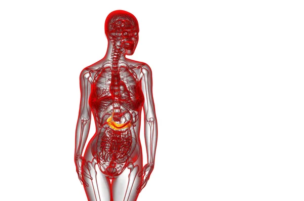 作用と pancrease の 3 d レンダリングの医療イラスト — ストック写真