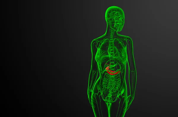 3d renderizar la ilustración médica de la gallblader y pancrease —  Fotos de Stock