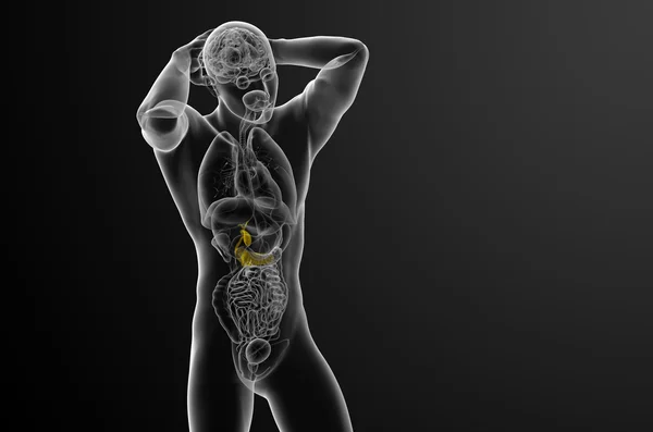 3D-Darstellung der Gallenblase und Bauchspeicheldrüse — Stockfoto