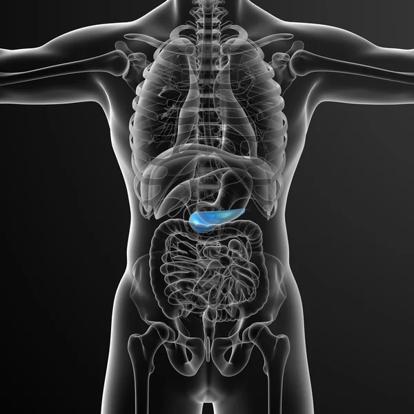 Illustration médicale en 3D de la vésicule biliaire et de la pancréase — Photo