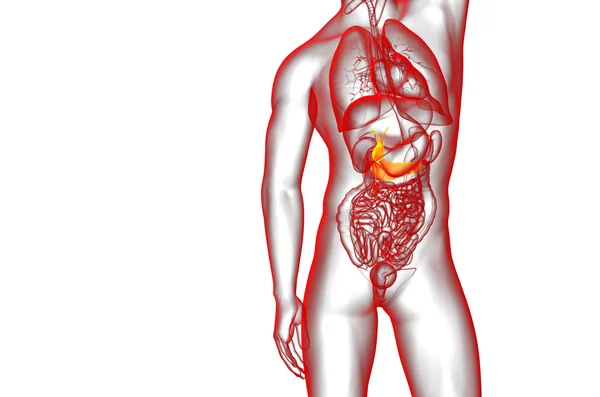 3d renderizar la ilustración médica de la gallblader y pancrease — Foto de Stock