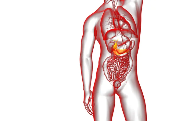 Gallblader 및 pancrease의 3d 렌더링 의료 일러스트 — 스톡 사진