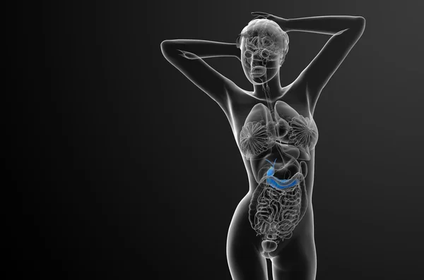 3d renderizar ilustração médica da vesícula biliar e pancrease — Fotografia de Stock