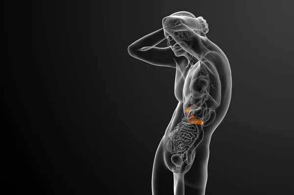 3d render medical illustration of the gallblader and pancrease — Stock Photo, Image