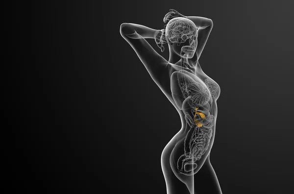 3d rendere illustrazione medica della cistifellea e pancreas — Foto Stock