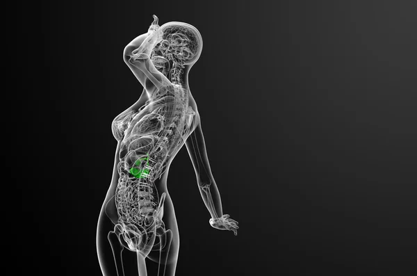 3d renderizar la ilustración médica de la gallblader y pancrease —  Fotos de Stock