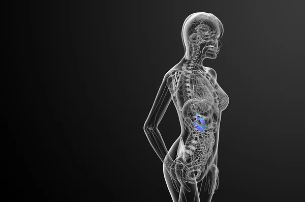 作用と pancrease の 3 d レンダリングの医療イラスト — ストック写真