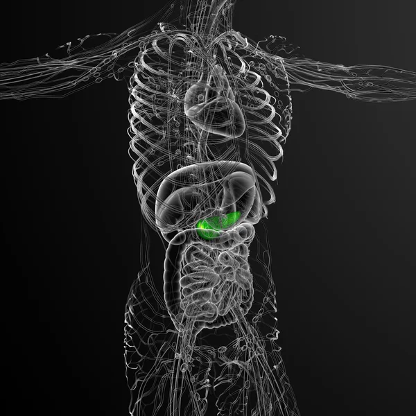 Illustration médicale en 3D de la vésicule biliaire et de la pancréase — Photo