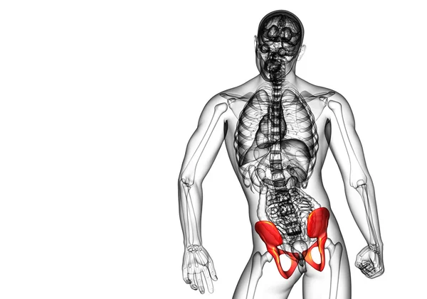 3D medizinische Illustration des Beckenknochens — Stockfoto