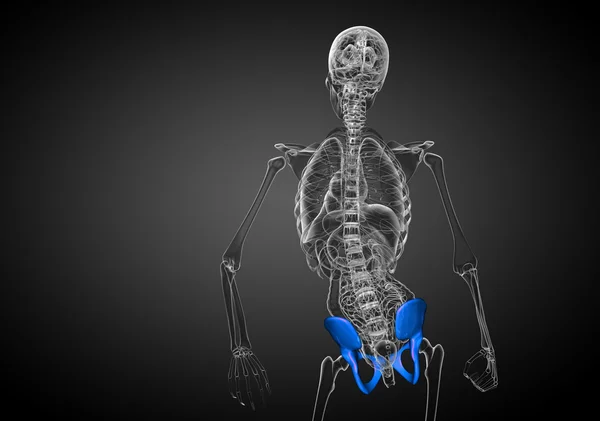 골반 뼈의 3 차원 의료 일러스트 — 스톡 사진