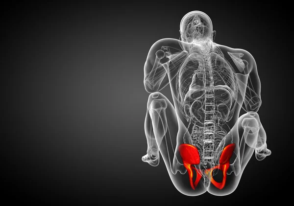 Leğen kemiğin tıbbi illüstrasyon — Stok fotoğraf