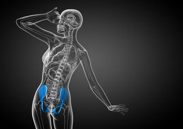 Ilustración médica 3D del hueso de la pelvis — Foto de Stock