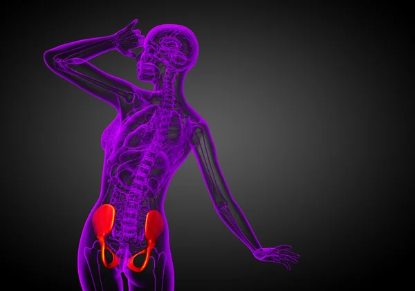 Ilustración médica 3D del hueso de la pelvis —  Fotos de Stock