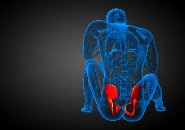 Illustrazione medica 3D dell'osso pelvico — Foto Stock