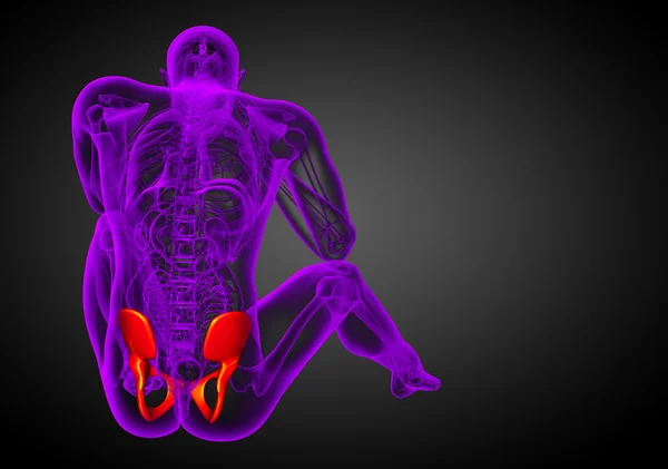 Illustrazione medica 3D dell'osso pelvico — Foto Stock