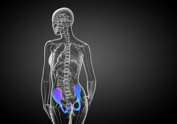 骨盤骨の 3 d 医療イラスト — ストック写真