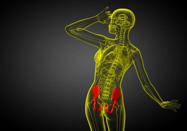3D medicinsk illustration av bäckenbenet — Stockfoto