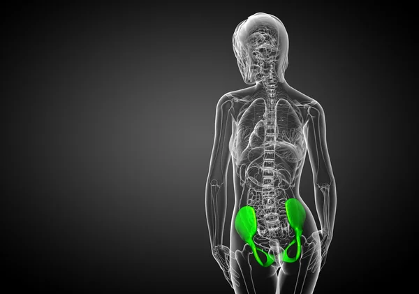 Ilustración médica 3D del hueso de la pelvis —  Fotos de Stock