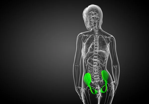 Illustrazione medica 3D dell'osso pelvico — Foto Stock