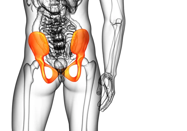 Ilustración médica 3D del hueso de la pelvis — Foto de Stock