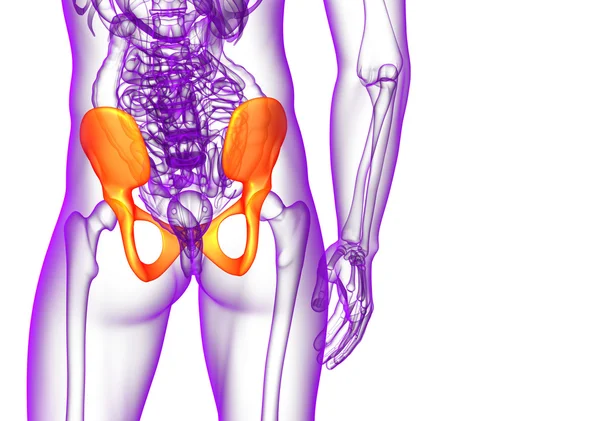 Ilustración médica 3D del hueso de la pelvis — Foto de Stock