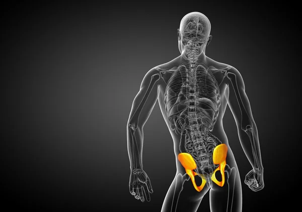 3D lékařská ilustrace pánevní kosti — Stock fotografie
