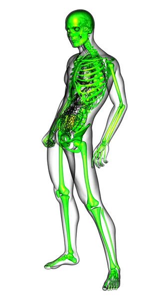 골격의 3d 렌더링 의료 일러스트 — 스톡 사진