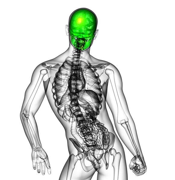 3d rendere illustrazione medica del cranio umano — Foto Stock