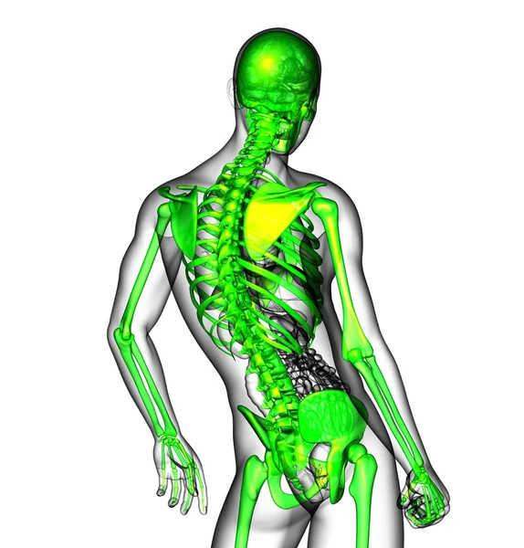 3D vykreslení lékařské ilustrace kostry — Stock fotografie