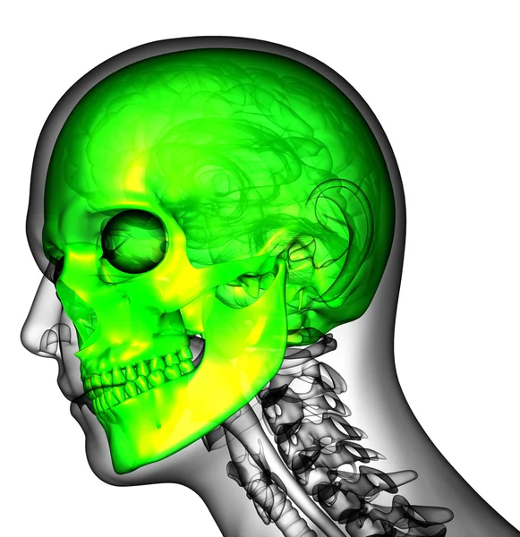 3d tornar ilustração médica do crânio humano — Fotografia de Stock