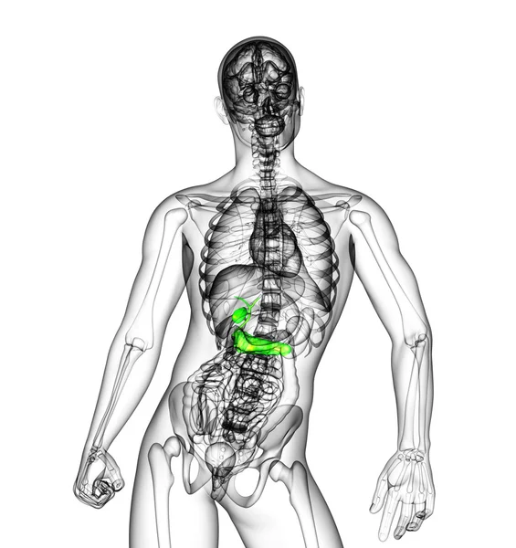 3d 渲染医学插图的胆囊和胰腺 — 图库照片