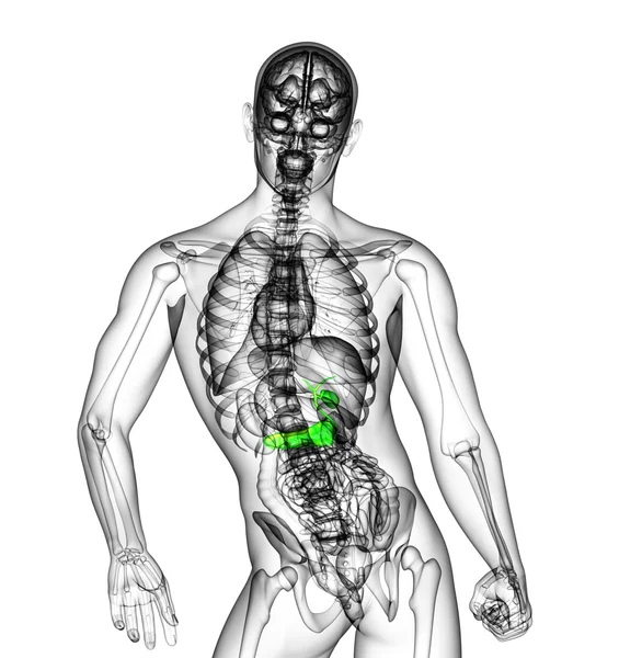 3d 渲染医学插图的胆囊和胰腺 — 图库照片