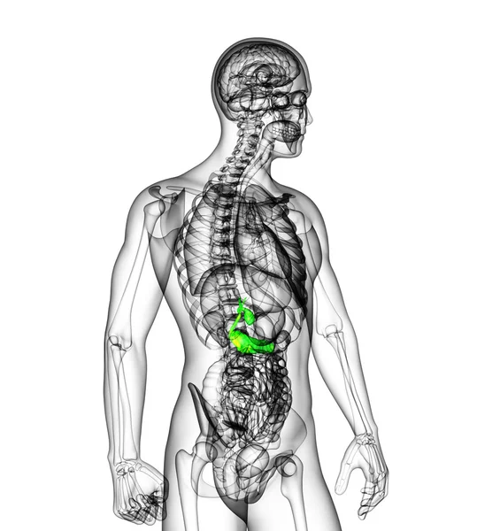 Illustration médicale en 3D de la vésicule biliaire et de la pancréase — Photo