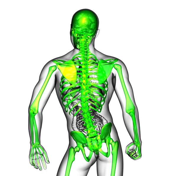 3d rendere illustrazione medica dello scheletro — Foto Stock