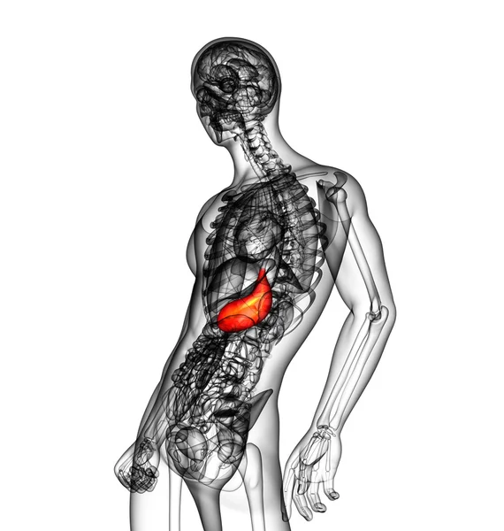 3d rendre illustration médicale de l'estomac — Photo