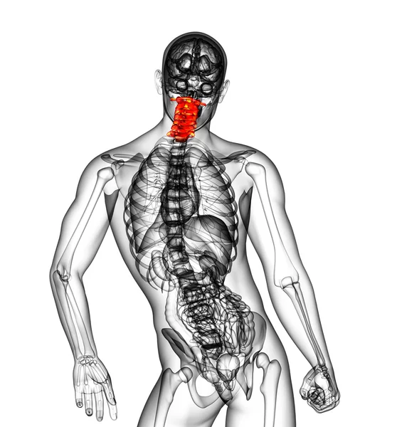 3d renderizar ilustração médica da coluna cervical — Fotografia de Stock