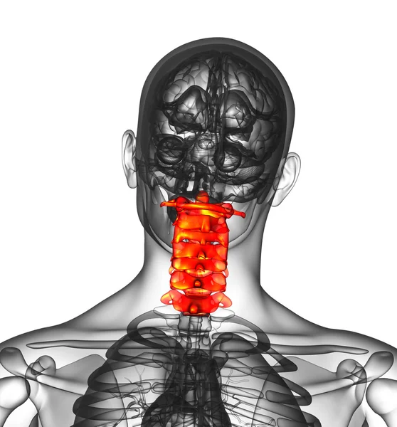 3d renderizar ilustração médica da coluna cervical — Fotografia de Stock