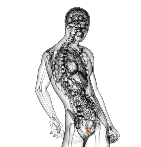 3D-Darstellung medizinischer Darstellung der Prostata — Stockfoto