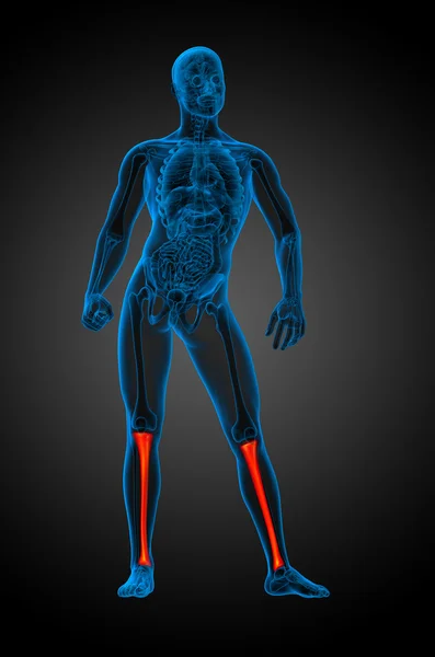 3D render medische illustratie van de tibia bot — Stockfoto