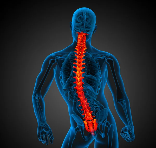 3d hacer ilustración médica de la columna vertebral humana —  Fotos de Stock