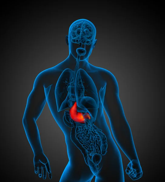 3d 渲染医学插图的人的胃 — 图库照片